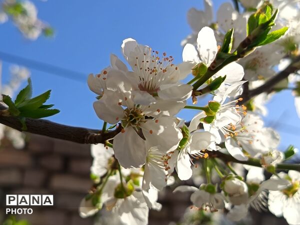 رویش شکوفه های امید در فصل بهار روستای برزنون 
