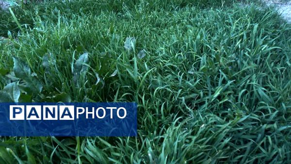 منظره زیبای بهاری در سربیشه