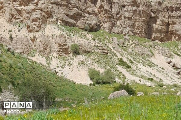 کوه های شهر بار ذخیره‌گاه گیاهان ارزشمند و کم نظیر دارویی 