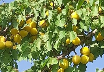 ضیافت میوه های تابستانی