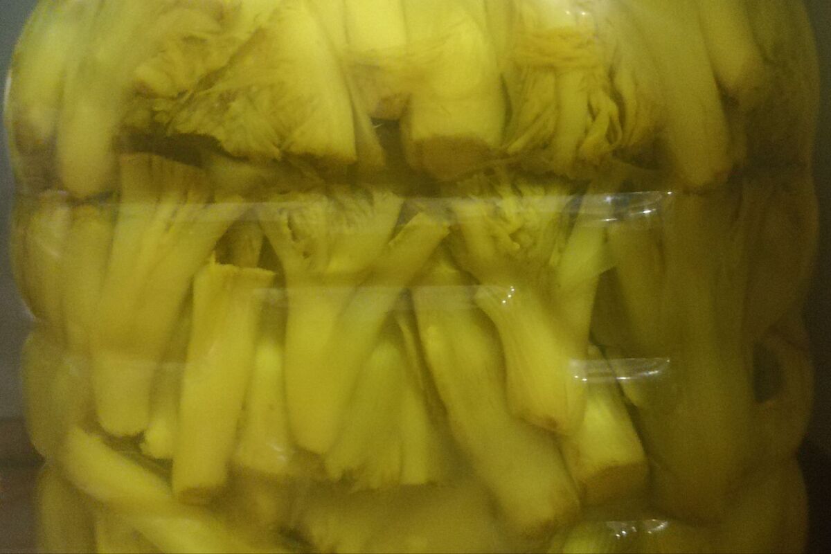 کنگر بهاری؛ گنج طبیعت