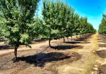 فعالیت کشاورزان و باغداران در فصل بهار