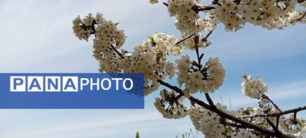 شکوفه‌های بهاری در شهرستان سملقان