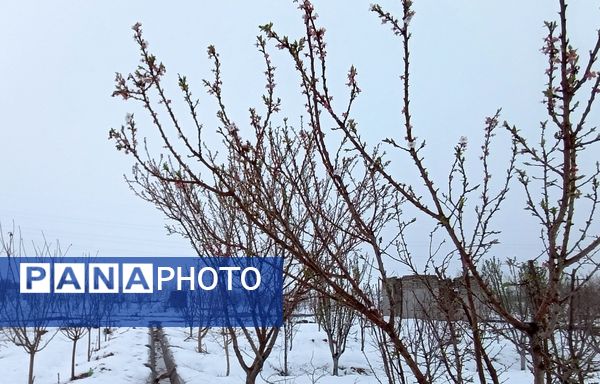مناظر زیبای باغات روستای بوژمهران پس از بارش برف بهاری ۲۰ سانتیمتری 