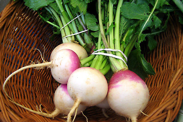  شلغم، آنتی بیوتیک طبیعی زمستانی است