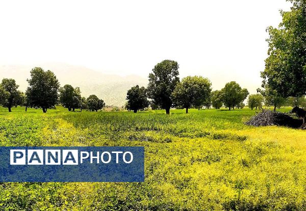 مسن و سرتنگ روستاهایی در دل طبیعت خانمیرزا 