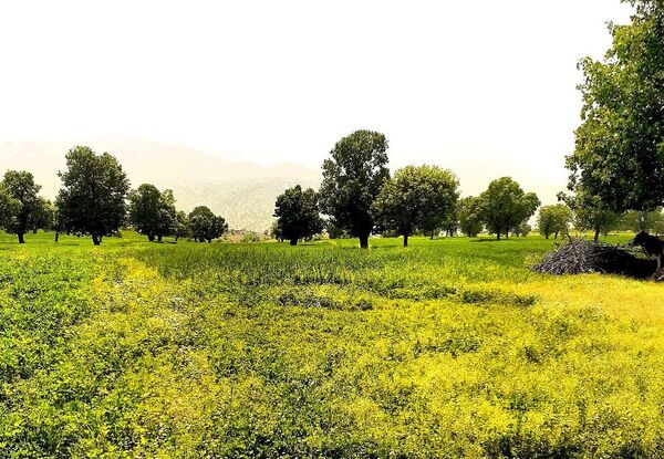 مسن و سرتنگ روستاهایی در دل طبیعت خانمیرزا 