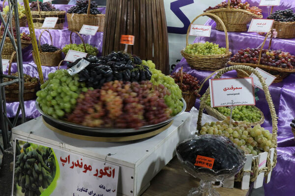 هشتمین جشنواره انگور ارومیه