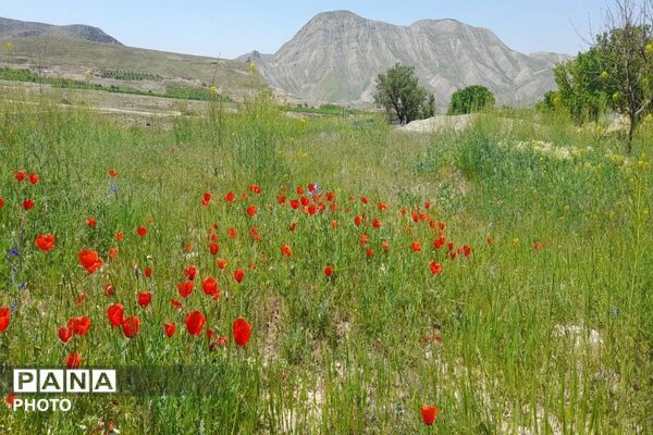 آلبوم تصویری از طبیعت زیبای شهر بار در اردیبهشت‌ماه  ۱۴۰۵ـ۲