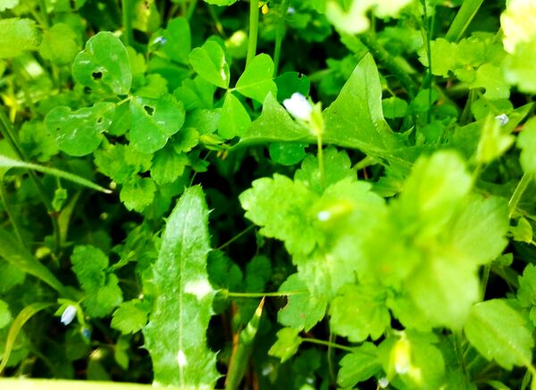 روستای شلیل نگین سرسبزی در دل کوه‌های میانکوه