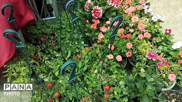 ششمین دوره بازارچه گیلاس و صنایع دستی روستای فشند ساوجبلاغ 