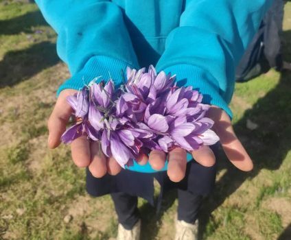 هنرستانی که خاک اصفهان را به طلای زعفران آغشته کرد