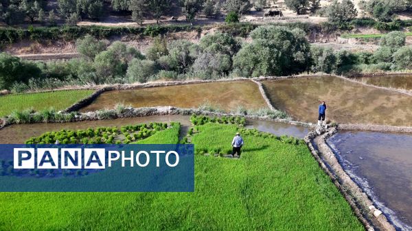 کاشت برنج در روستای بیدله 