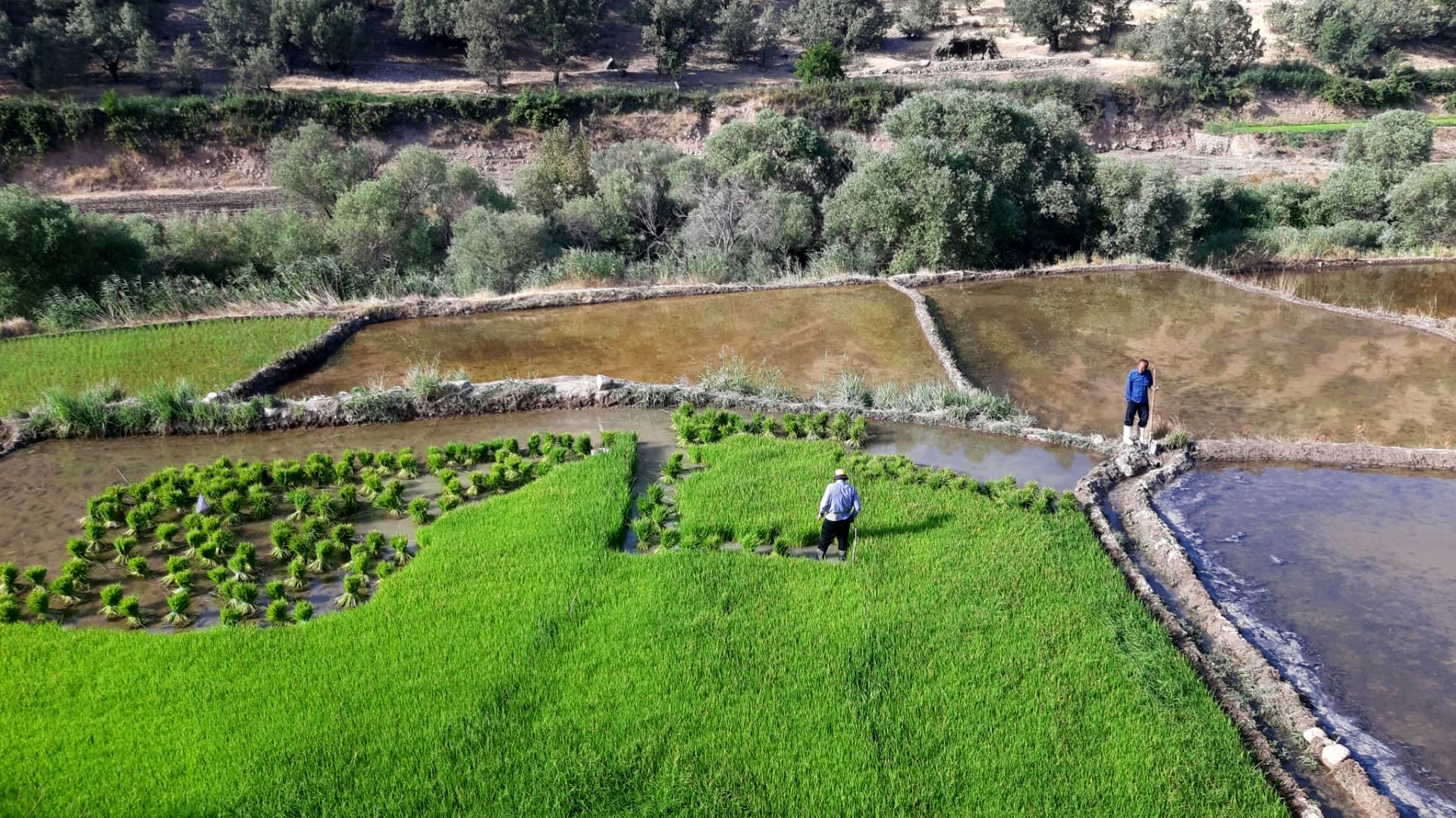 کاشت برنج در روستای بیدله 