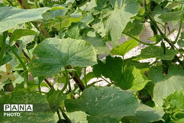 افتتاح نخستین گلخانه دانش‌آموزی مدرسه شهید رئیسی؛ گامی نو به‌سوی آموزش مهارت‌محور