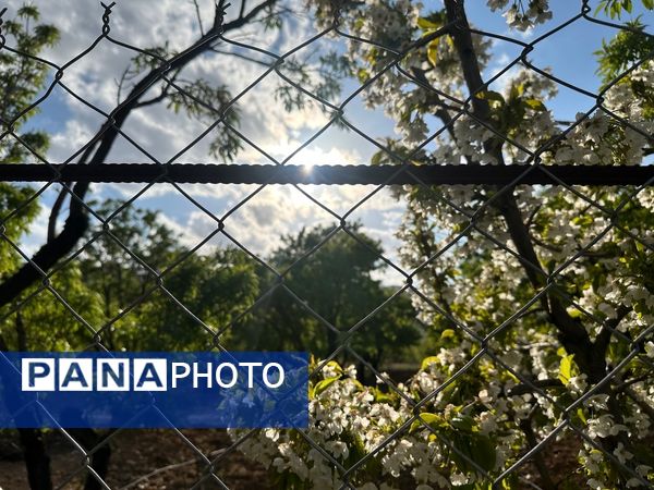 طبیعت هم با آمدن بهار زیبا شد 