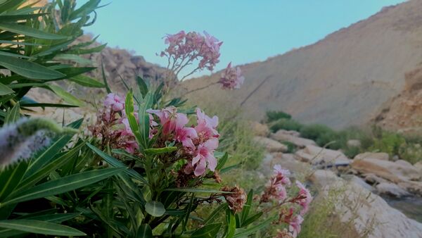 روستای برد‌زرد نگینی غریب در شهرستان لنده