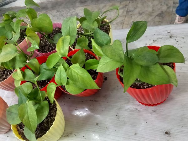 کاشت گل و گیاه در دبستان پسرانه حاج محمد عجب شیر