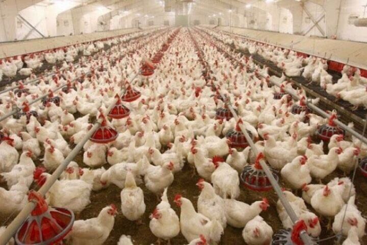 افزایش ۳۵۰ هزار قطعه‌ای ظرفیت مرغداری سیستان و بلوچستان
