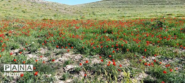 باباکمال؛ نگین سرسبز قلقلرود در قاب تصویر