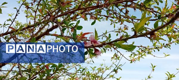 شکوفه‌های بهاری در شهرستان سملقان