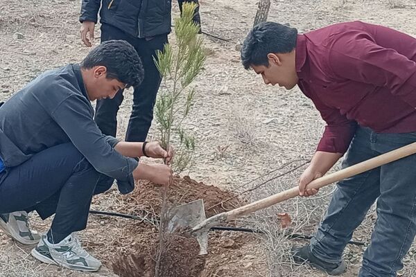 کاشت درخت در کاشمر