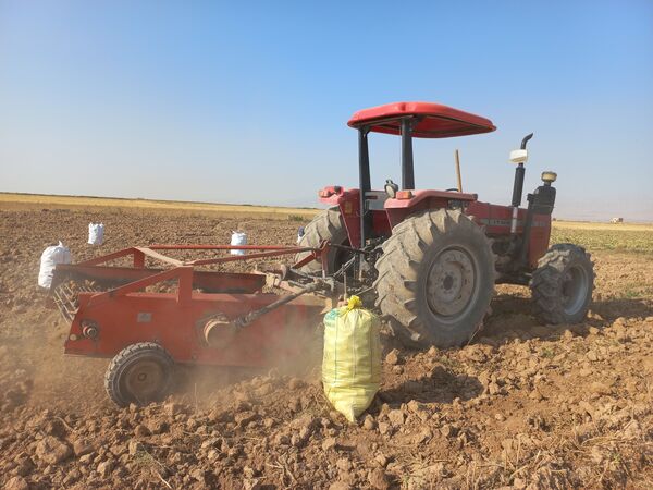برداشت محصول سیب زمینی در روستای داغیان