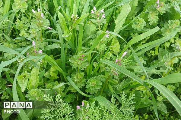 شکوفه‌های بهاری استان خراسان شمالی 