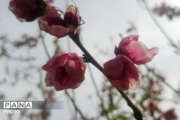 طبیعت روستای بیدله به هنگام بهار