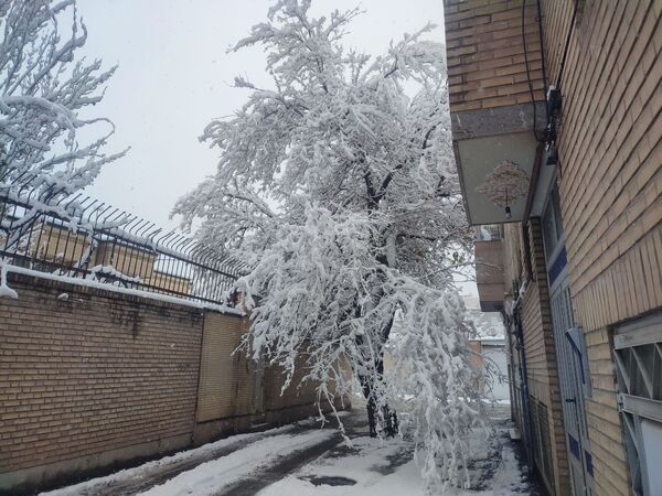 بارش دل‌انگیز برف‌ در اولین روزهای بهمن ماه