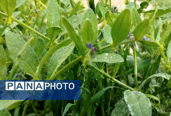 روستای شلیل نگین سرسبزی در دل کوه‌های میانکوه