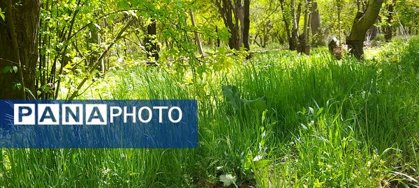 فصل بهار، فرصتی برای سر زندگی روح