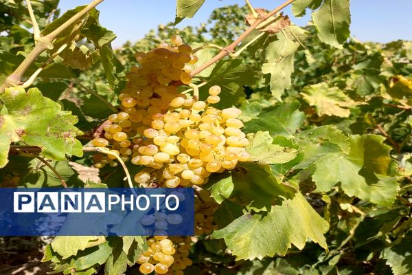آغاز فصل برداشت انگور از باغات روستای گزکوه فاروج