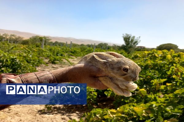 آغاز فصل برداشت انگور از باغات روستای گزکوه فاروج