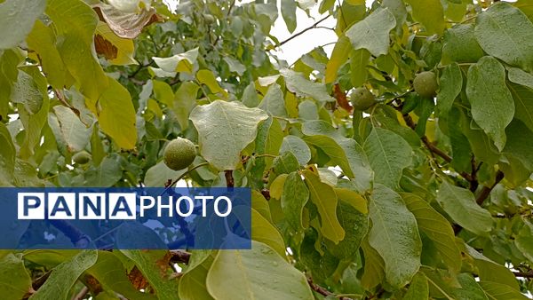 اولین بارش تابستانه در روستای کینک
