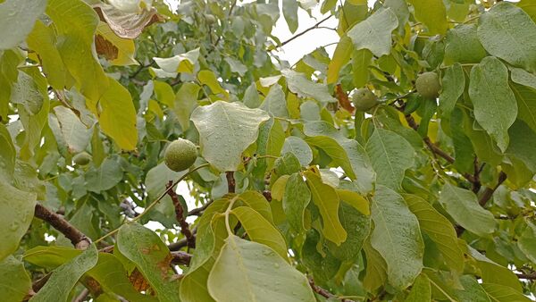 اولین بارش تابستانه در روستای کینک