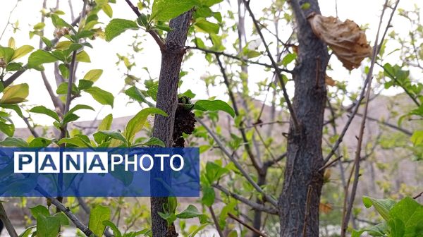 آوای گوش‌نواز بهار در طبیعت شهرستان‌بن