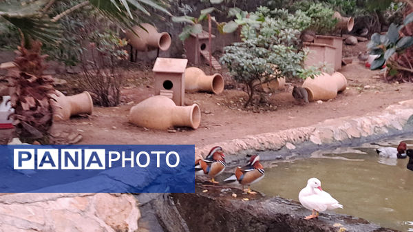 باغ پرندگان قم: جاذبه‌ای بی‌نظیر در قلب کشور