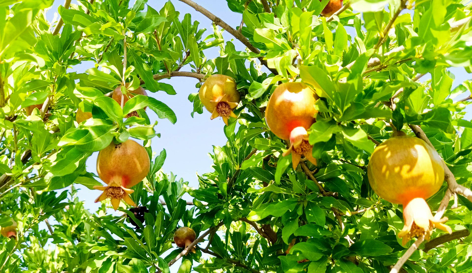 میوه‌های رنگارنگ در لردگان 