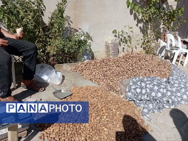 جشن بزرگ بادام در تفرش