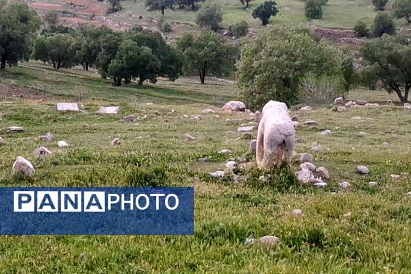 قبرستانی تاریخی و سرسبز به قدمت چند صد ساله در فارس