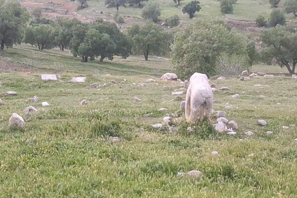 قبرستانی تاریخی و سرسبز به قدمت چند صد ساله در فارس