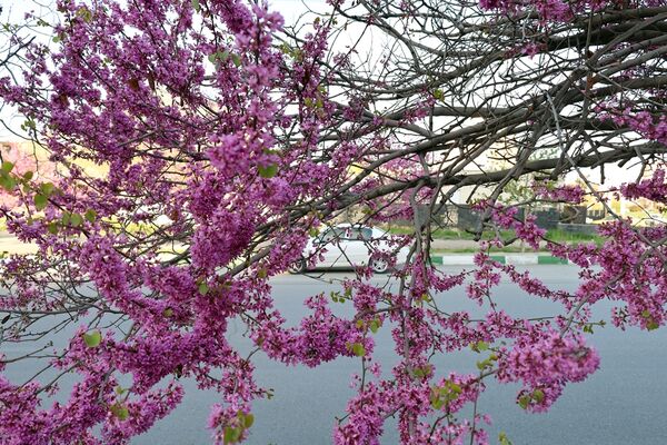 ارومیه شهر رویایی