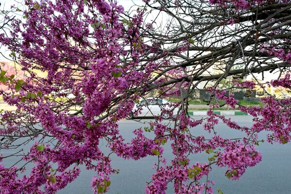ارومیه شهر رویایی