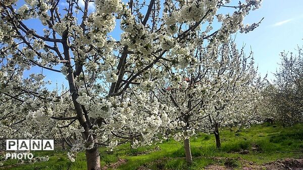 رویش شکوفه ها در روستای عیش آباد