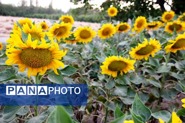 مزرعه آفتابگردان در سلماس