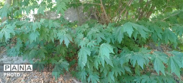 حال و هوای دل‌انگیز روستای مایان در آخرین ماه تابستان