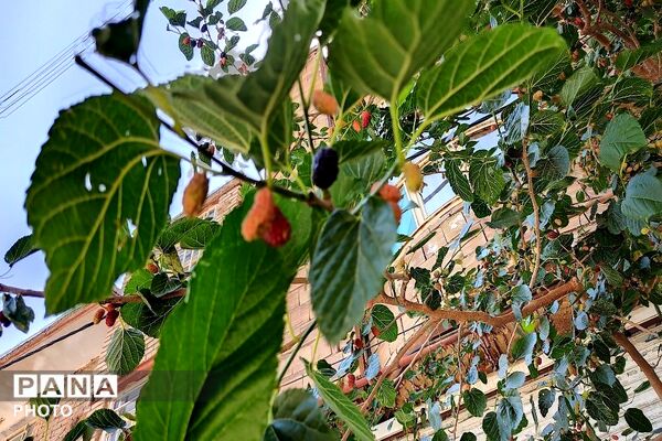 فصل چیدن یاقوت های چشم نواز در شهر بار نیشابور-۲ 