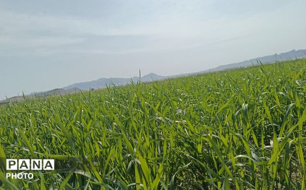 زمین سبز،زندگی سبز