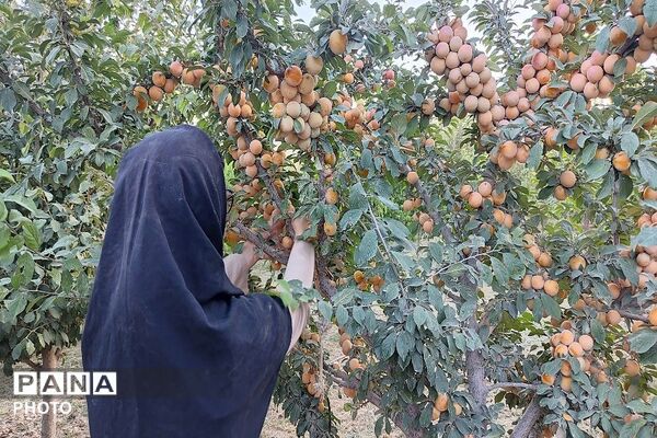 طعم شیرین تابستان در شهربار نیشابور